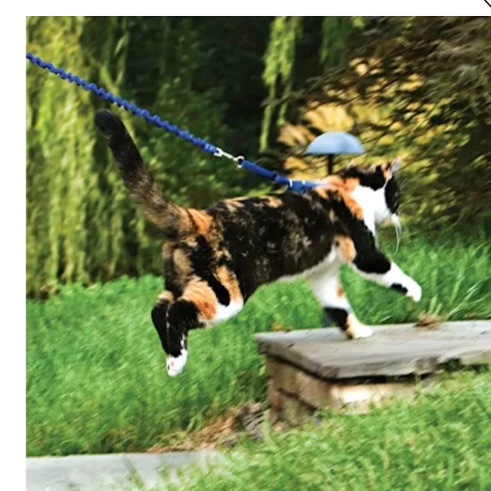 Pet safe come with me kitty harness and bungee leash blue medium